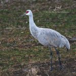 Sandhill Crane at Long Point 01.jpg