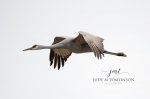 Sandhill Crane at Long Point 02.jpg