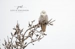 Snowy Owl at Long Point Beach.jpg