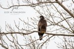 Juvenile Bald Eagle at Port Rowan 02.jpg