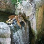 OTJ day 14 cat at waterfall top.jpg