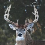 Buck at Woodland.jpg