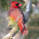 Cardinal at Springbank Park.jpg