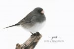 Junco in the Snow 01.jpg