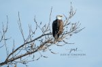 Bald Eagle Near Rondeau.jpg