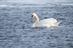 Mute Swan at Long Point.jpg