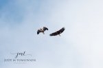 Bald Eagles Together 01.jpg