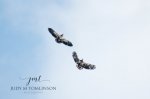 Bald Eagles Together 02.jpg