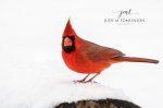 Cardinal at Fanshawe Park 01.jpg