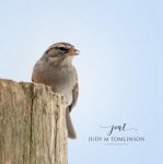 Chipping Sparrow at Fanshawe.jpg