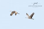 Sandhill Cranes Flying In.jpg