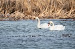 Two Mute Swans.jpg