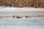 Redheads in the Marsh.jpg