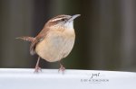 Carolina Wren 02.jpg