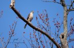 Coopers Hawk in the Spring.jpg