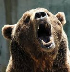 bear snarling.jpg