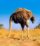 ostrich head in sand.jpg