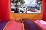 cat inside bouncy house.jpg
