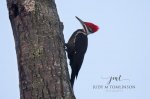 Pileated Woodpecker 2020 01.jpg