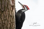 Pileated Woodpecker 2020 02.jpg