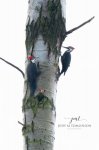 Two Pileated Woodpeckers.jpg