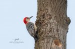 Red-Bellied Woodpecker at Saunders Pond 02.jpg