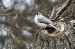 Tufted Titmouse 01.jpg