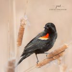 Red-Winged Blackbird in the Saunders Marsh.jpg