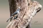 Tufted Titmouse 02.jpg
