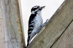 Hairy Woodpecker at The Pinery.jpg