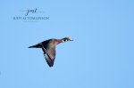 Wood Duck Flying into Saunders Pond.jpg
