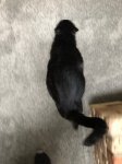 Cleo pot belly.jpg