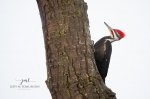 Pileated Woodpecker 2020 04.jpg