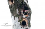 Peek-a-Boo Pileated.jpg