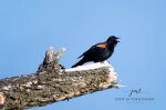 Red-Winged Blackbird 2020 02.jpg