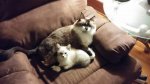 FB_IMG_1561953740271.jpg