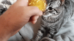 20200326_081505_1.gif