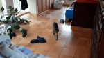 20200326_081505_2.gif