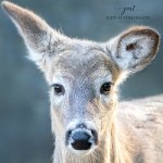 Deer with a Questioning Look.jpg