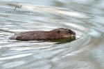Muskrat at the Coves 01.jpg