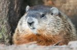 Groundhog 01.jpg