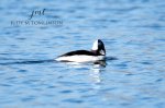 Bufflehead at Saunders Pond.jpg