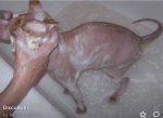 40893210-D412-493D-9318-2FF273CB7DB6.jpeg