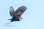 Great Horned Owl Flying 2020 01.jpg