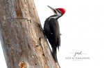Pileated Woodpecker 2020 06.jpg