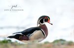 Wood Duck by the River's Edge.jpg