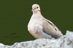 Mourning Dove 02.jpg