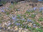 Chionodoxa 200408 7.JPG