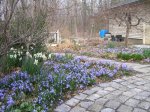 Chionodoxa 200408 6.JPG