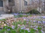 Chionodoxa 200408 4.JPG